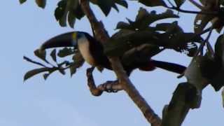 Whitethroated Toucan  Ramphastos tucanus  Tuparro National Natural Park [upl. by Nna]