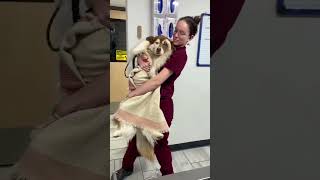 After anesthesia of the dog🥹🤣funnyvideos pets fypツ funnymoments usa🇺🇸 foryou lover dog❤️ [upl. by Bandeen731]