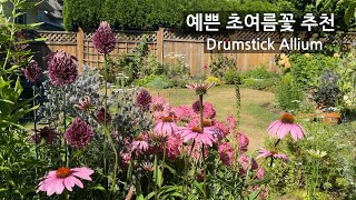 예쁜 초여름꽃 추천 Allium Drumstick 알리움 작은정원 가드닝 추식구근 Camassia [upl. by Asle]