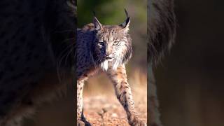 Lynx The Ghost of The Forest  Dangerous Animal  Hunter  Wild Animal  Big Cat  Scary  Terror [upl. by Il]