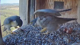 Xavier arrives with breakfast prey  FalconCam Project  Sept 17 2024 [upl. by Tannen841]