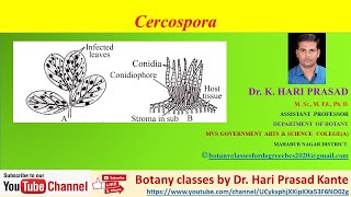 Cercospora life cycle by Dr Hari Prasad Kante [upl. by Nevins]