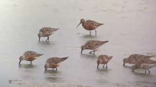 Curlew Sandpiper  Calidris ferruginea  Krombekstrandloper 9 augustus 2024 [upl. by Broder]