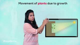 Control and Coordination  8  Control and Coordination in plants  Movement due to Growth Class 10 [upl. by Chien]