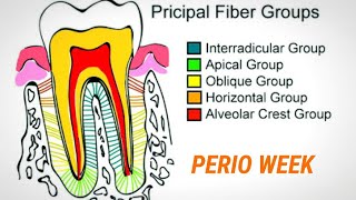 PERIO WEEK📚 Principal fibres of PDL [upl. by Nniw]