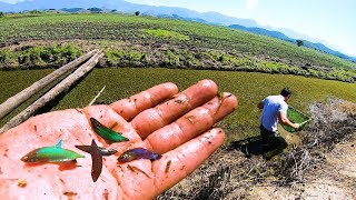 Incríveis PEIXES BETTAS SELVAGENS capturados no VALÃO no BRASIL Em Busca dos PEIXES ORNAMENTAIS  4 [upl. by Louise631]