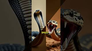 Cobra vs Mamba Who would win [upl. by Husch213]