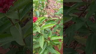 Flowers of Ixora indica L Baill [upl. by Ime]