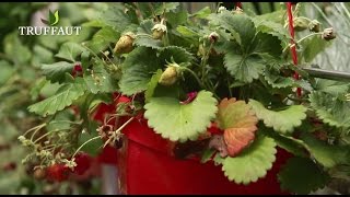 Lentretien des fraisiers après la plantation  Truffaut [upl. by Ennairac]