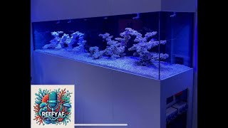 ReefyAF  Tom Brookes Tank Tour [upl. by Noakes]