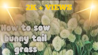 How to sow bunny tail grass lagurus ovatus🐇 [upl. by Melton925]