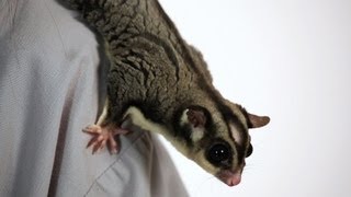 How Much Does a Sugar Glider Cost  Sugar Gliders [upl. by Sillyhp]