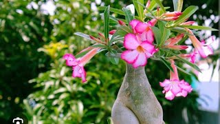 transplantemos mi rosa del desiertoabonemos y fertilizamos nuestra rosa [upl. by Vanessa]