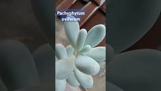 Sukulen Pachyphytum oviferum sukulensucculentsukulen Pachyphytumoviferumsucculentpachyphytum [upl. by Gayelord392]