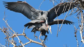 20240219 Great Blue Herons In Flagrante Delicto [upl. by Aihsad17]