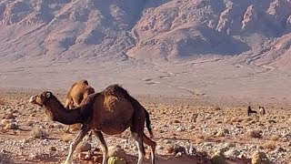 طريق بين بوعرفة وفجيجbouarfa figuig [upl. by Adnahsat]