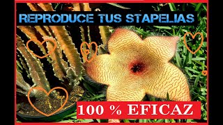 🌼 COMO REPRODUCIR STAPELIA 🌼 [upl. by Orazio]