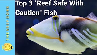 Top 3 Reef Safe With Caution Fish [upl. by Aenehs688]