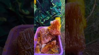 pure blood honey harvesting in nature [upl. by Cilka]