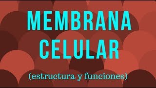 MEMBRANA CELULAR estructura y funciones [upl. by Hoeg]