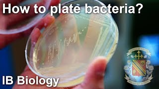 Bacterial Isolation on Petri Dish  Biology Lab Techniques [upl. by Oileduab]