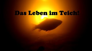 Das Leben im Teich [upl. by Notrub]