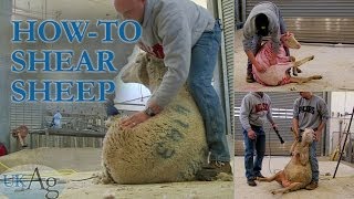 How to shear sheep  blow by blow [upl. by Annuahsal]