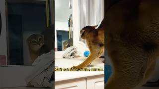 Cat looks in mirror and scares itself happy music happy cat funnyhappy funnyanimal funny [upl. by Salocin]