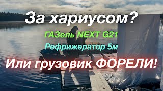 В Петрозаводск и через Питер обратно 3 загрузки ГАЗель NEXT G25 Рефрижератор 5м [upl. by Maupin]