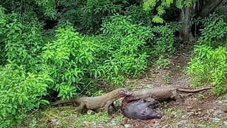 🔴New  Komodo Dragon Eats Wild Boar Alive [upl. by Ennairek]