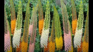 Foxtail Lily  Desert Candles Eremurus elwesii Flower [upl. by Doley32]