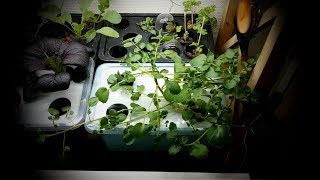 Growing Hydroponic Watercress [upl. by Junko]