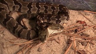 Rare twoheaded rattlesnake [upl. by Notlehs]