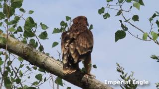 Birding tours in Slovakia with Ecotours Wildlife Holidays [upl. by Ahsiekat]