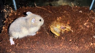 Giant African Bullfrogs eats everything in front of itincluding hamster mice WARNING LIVE FEEDING [upl. by Lleihsad191]