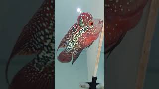 Blood red f4 flowerhorn kml fish flowerhorn aquariumfish [upl. by Boigie]