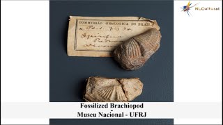 Brachiopod at The Museu Nacional  UFRJ [upl. by Engedus476]