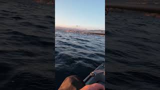 Bolentino dal kayak😎 pesca fishing fish kayak sea [upl. by Aracot761]