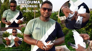 Kalduma Madrasi Pigeons of Pigeon Lover Sanjib Ghosh  2024   Liluah Howrah  8777689592 [upl. by Ayomat]