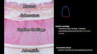 Histology  Trachea [upl. by Socin]