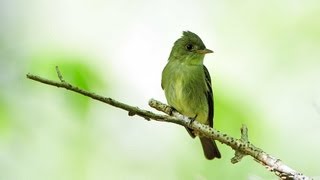 Eastern WoodPewee Portrait [upl. by Falk]