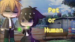 Human or Pet meme  Dakaretai Otoko  Junta x Takato [upl. by Hogle542]