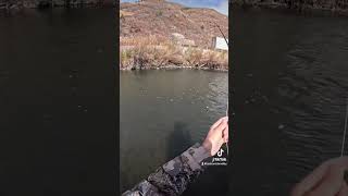 Fly fishing lower Provo for whitefish in Utah fishing flyfishingonly troutreel troutlure [upl. by Supmart]