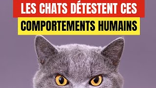 18 comportements humains que les chats détestent et quils aimeraient que vous ne fassiez pas [upl. by Malchus]