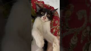 Angry Baby 💞 highlyadorable purfectlyentertaining cuteanimal lovelykitten catlover awesomecat [upl. by Solotsopa]