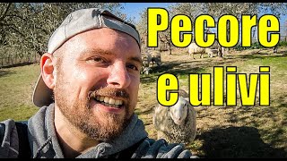 Pecore e ulivi Allevare pecore al pascolo ed evitare che danneggino alberi da frutto Permacultura [upl. by Kcirted]