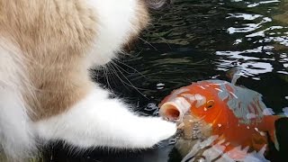 Cute Interaction Between Cat And Koi fish [upl. by Yttak]