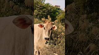 गाय हमारी आध्यात्मिक माता है🐂🥰🙏🚩 cowbhakti help respect animals maa [upl. by Anilehcim]