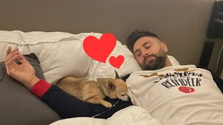 🐶 When Your Dog Loves Your Boyfriend More Than You 😂 Cute Chihuahua Dog and Human Moments [upl. by Willtrude]