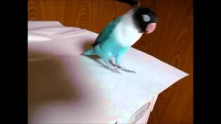 Cute Parrot Tap Dancing [upl. by Schiff]